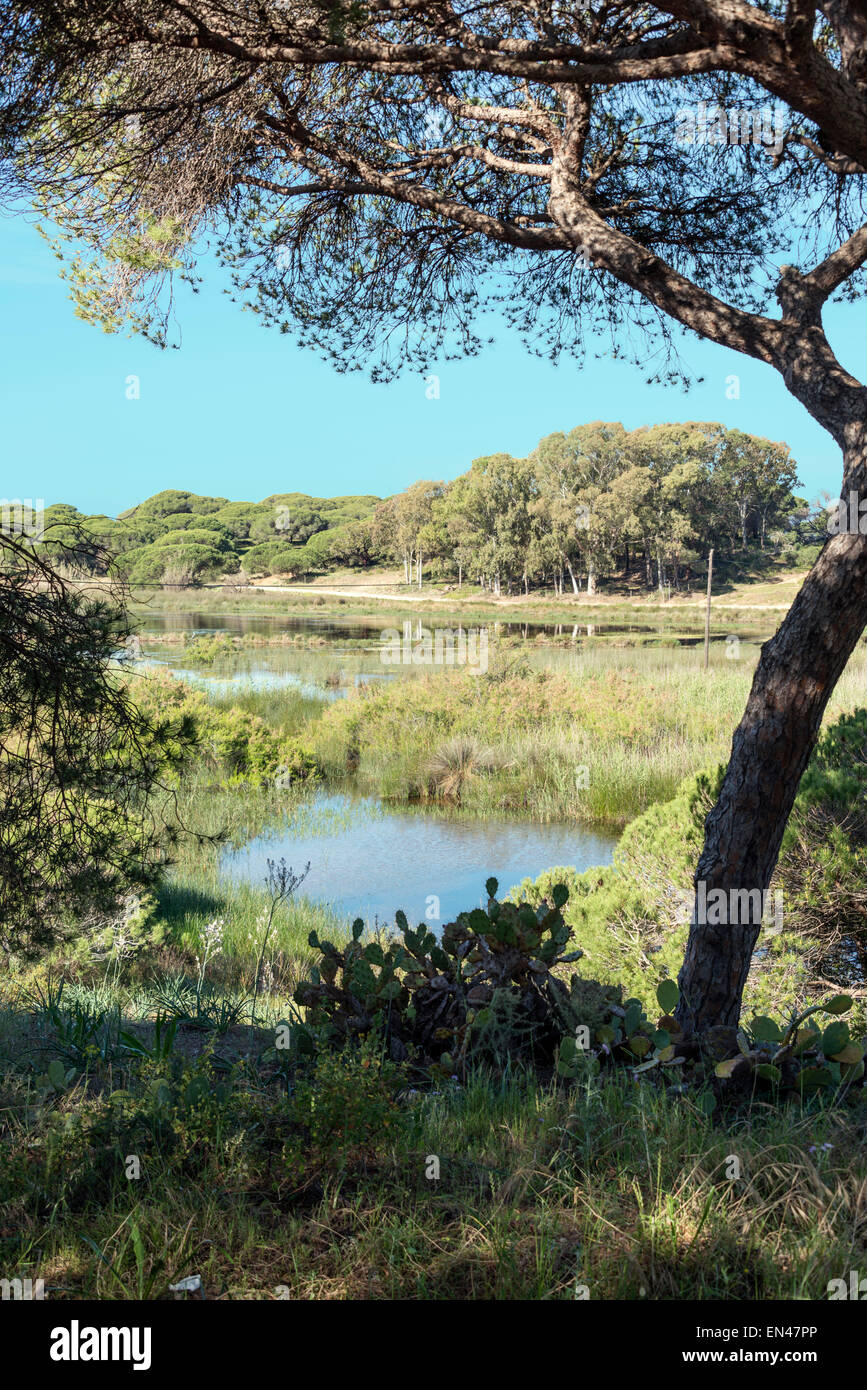 Naturschutzgebiet in Algarve Portugal mit See-Kiefer-Baum und Cactud Pflanzen Stockfoto