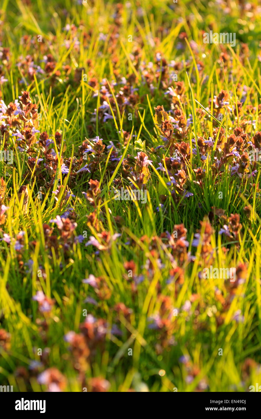 Wilde Wiesenvioletten (Viola sororia) werden in einem Obstgarten wild. Auch bekannt als häufig blauviolett, violett violett, wollig blauviolett oder holzviolett Stockfoto