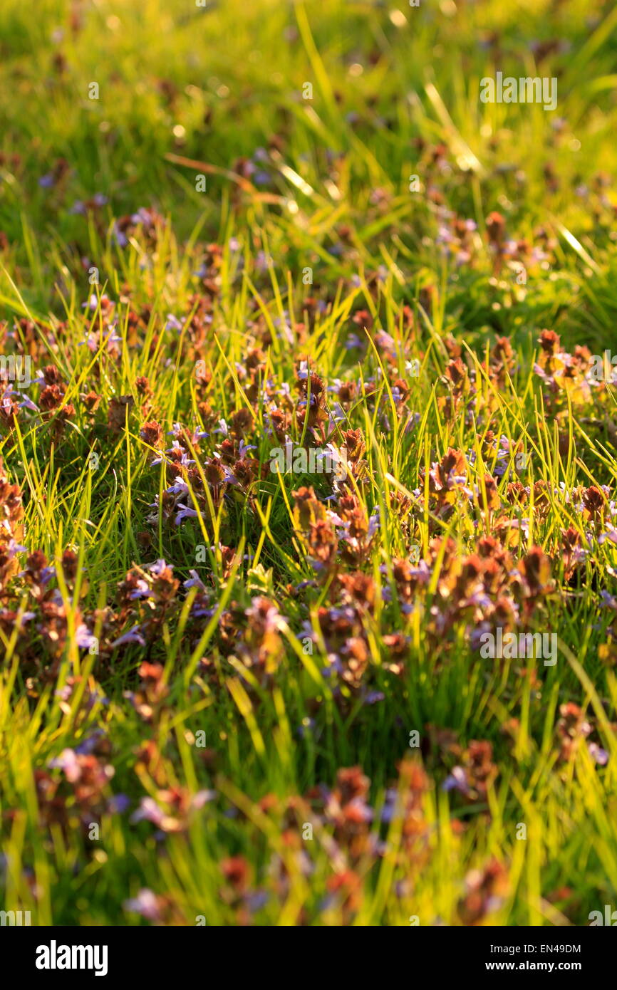 Wilde Wiesenvioletten (Viola sororia) werden in einem Obstgarten wild. Auch bekannt als häufig blauviolett, violett violett, wollig blauviolett oder holzviolett Stockfoto