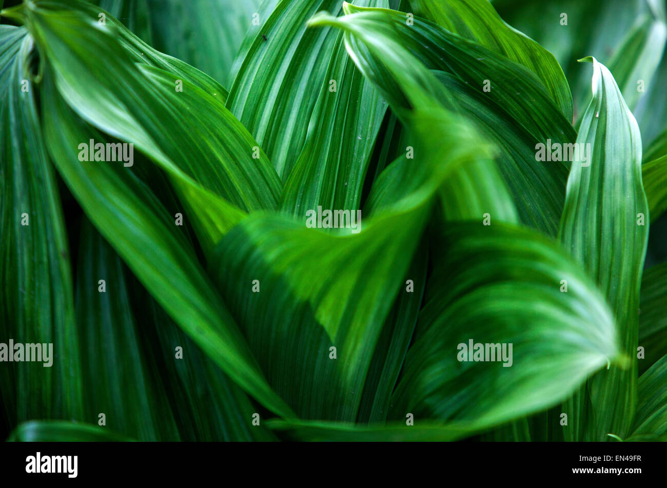 Veratrum nigrum,, Arzneimittel, giftige Pflanze Stockfoto