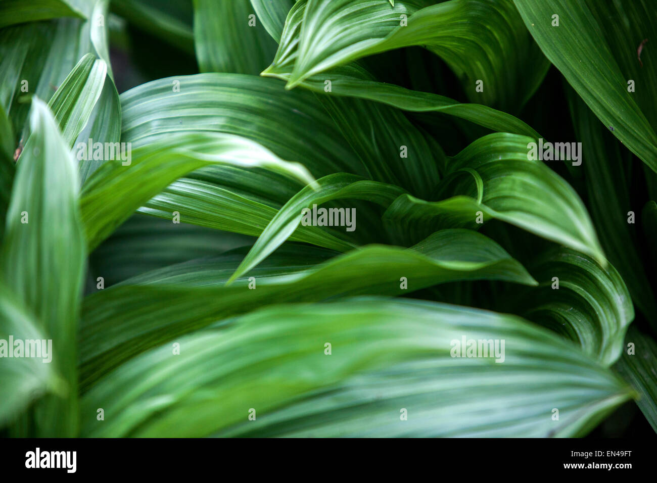 Veratrum nigrum,, Arzneimittel, giftige Pflanze Stockfoto