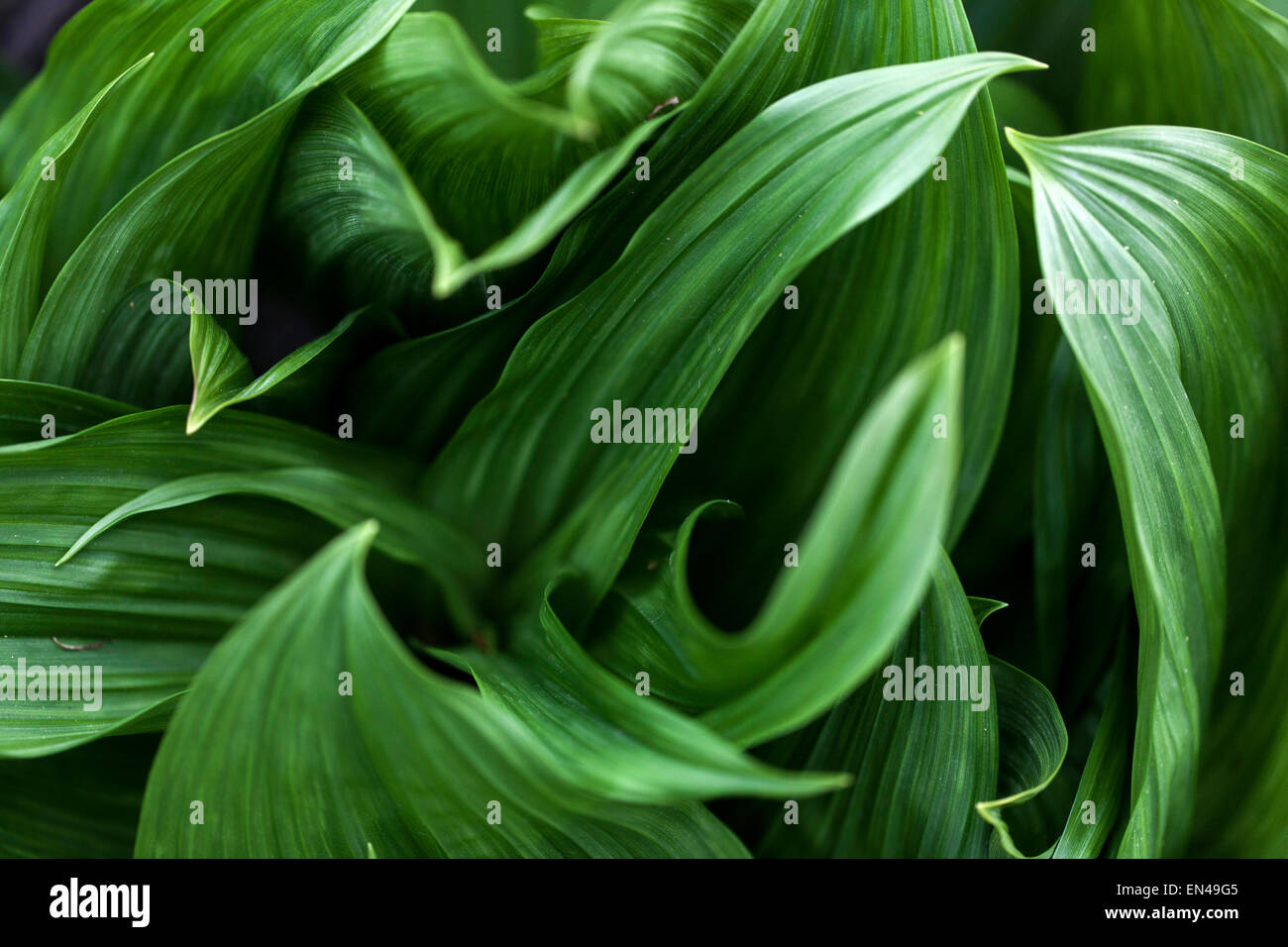 Veratrum nigrum,, Arzneimittel, giftige Pflanze Stockfoto