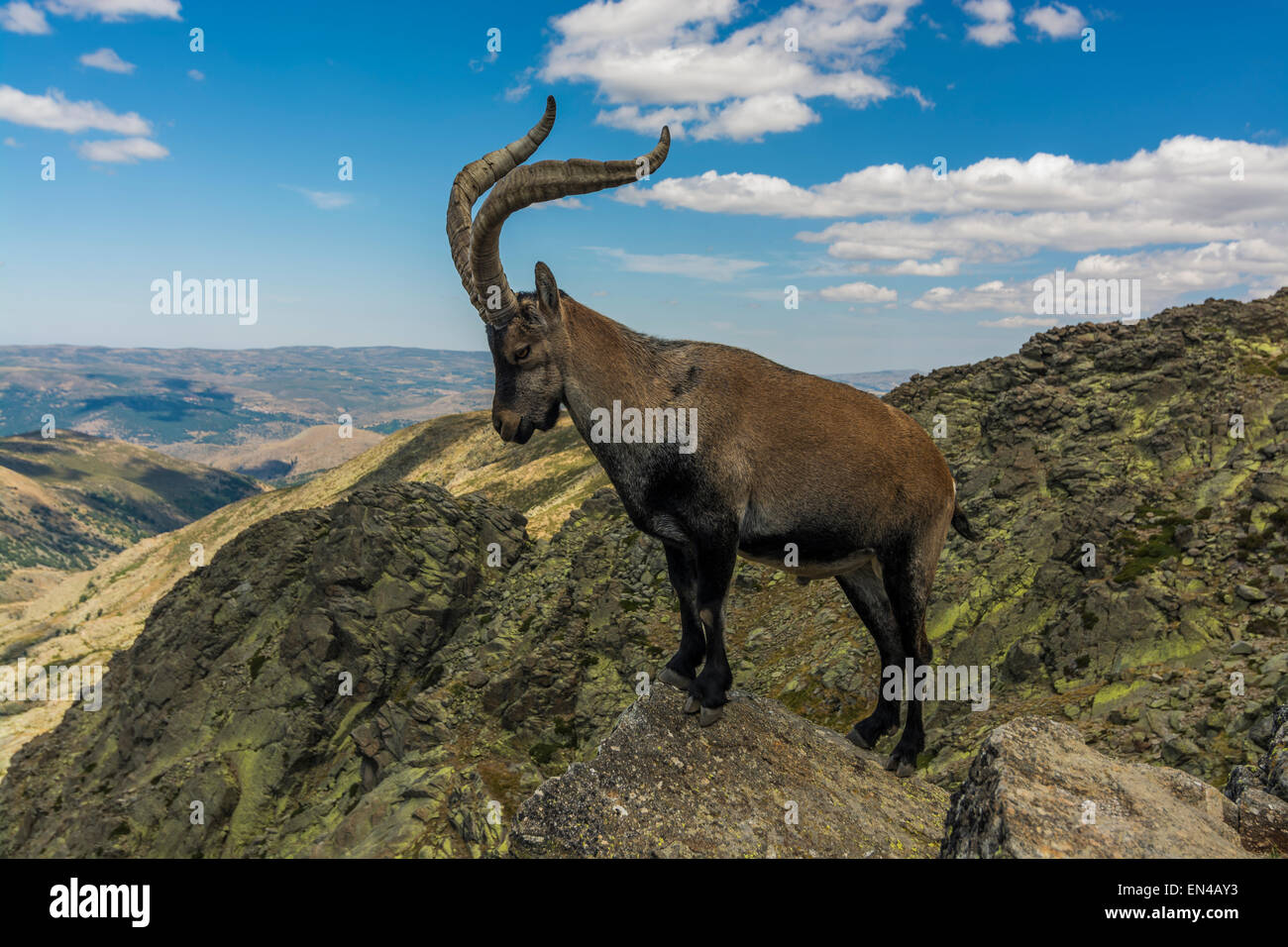 Ibex, Capra Pyrenaica victoriae Stockfoto
