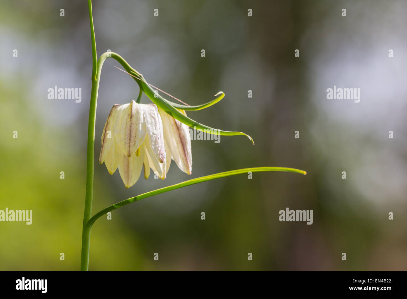 Nahaufnahme von einem wilden weißen Fritillaria Meleagris in einem Wald auf einer Wiese. Stockfoto