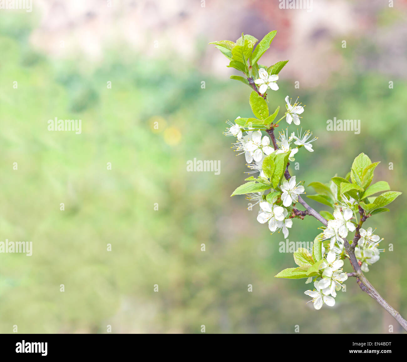 Natürlichen Hintergrund gemacht von blühenden Baum im Frühling, Platz für Text. Stockfoto