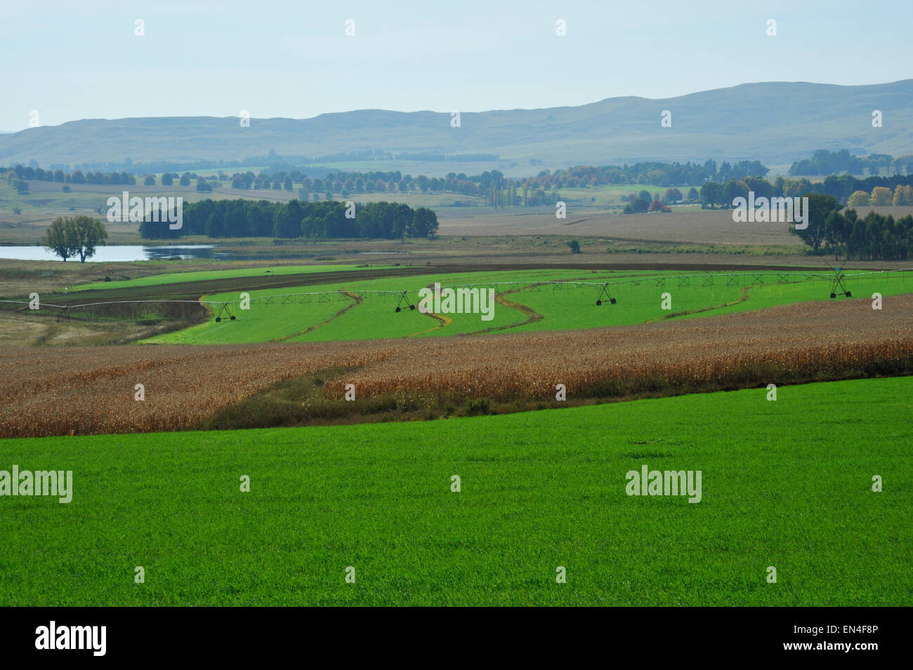 Eindrucksvolle Landschaft von produktiven landwirtschaftlichen Flächen, die für Mais Produktion verwendet wird und pflanzte Beweidung Futtermittel, in den Ausläufern der Drakensberge Stockfoto