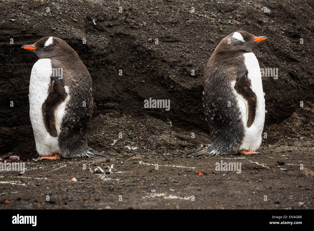 TWP Gentoo Penguins (Pygoscelis Papua) warten auf ihre Federn zu mausern, Whalers Bay, Deception Island, Antarktis Stockfoto
