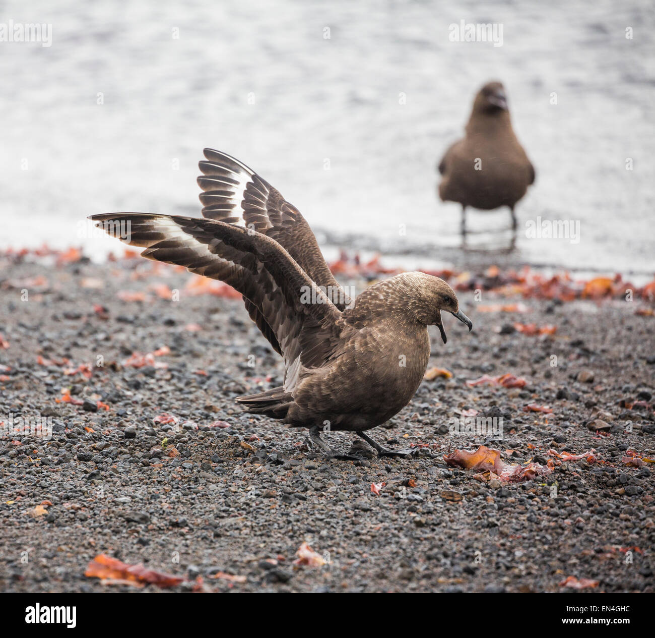 Raubmöwen, Deception Island, Antarktis Stockfoto