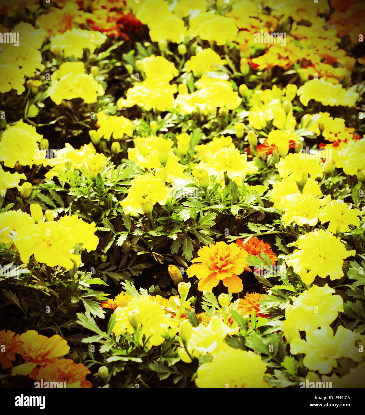 großen Bereich der gelben Blüten im Frühjahr und Vintage-Effekt Stockfoto