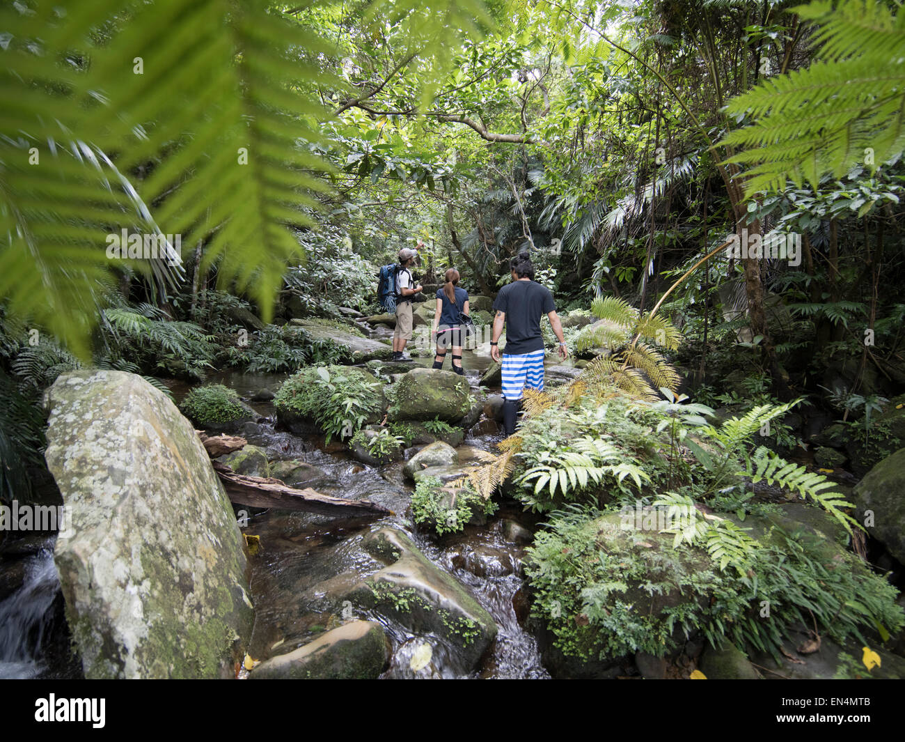 Dschungel-Trekking auf Iriomote Island, Yaeyama Inseln, Okinawa, Ryukyu-Königreich, JAPAN Stockfoto