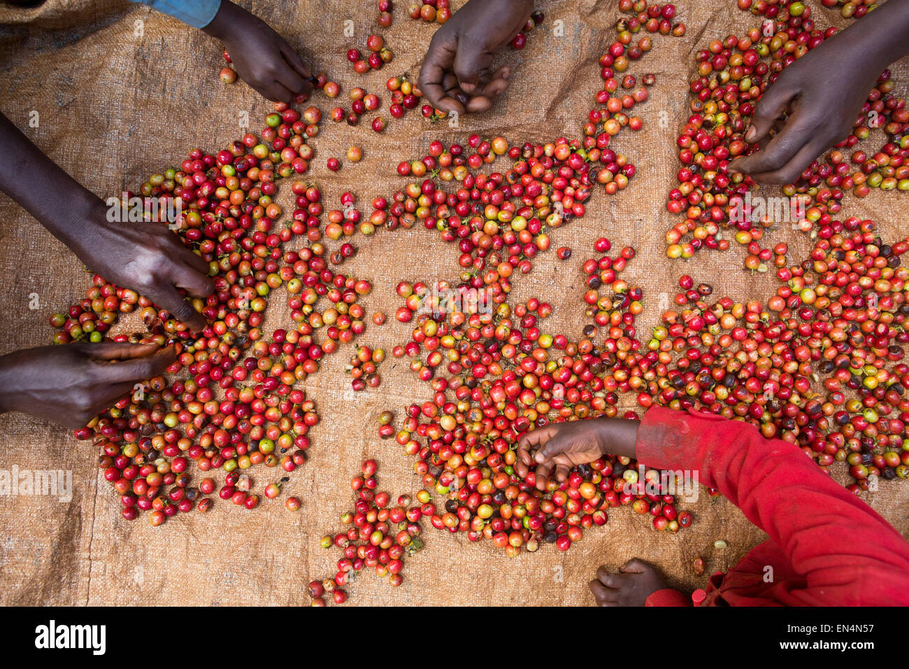 Coffee factory africa Fotos und Bildmaterial in hoher Auflösung