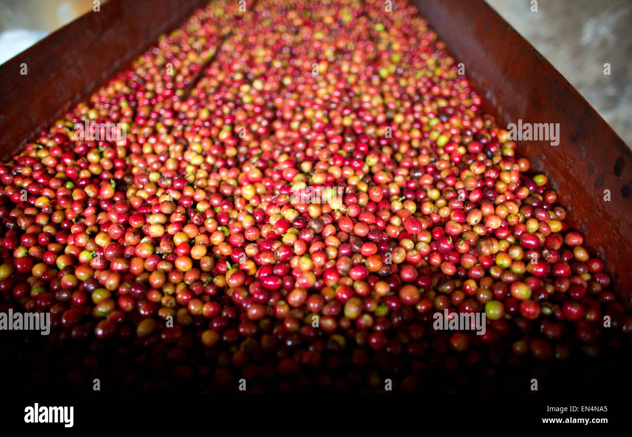 Kaffeeproduktion in Kenia Stockfoto