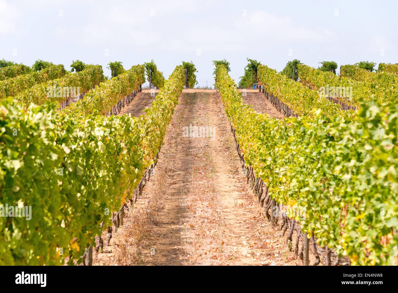 Reihen von Weinstöcken, Groot Constantia Wine Estate, Constantia, Kapstadt, Westkap, Südafrika Stockfoto