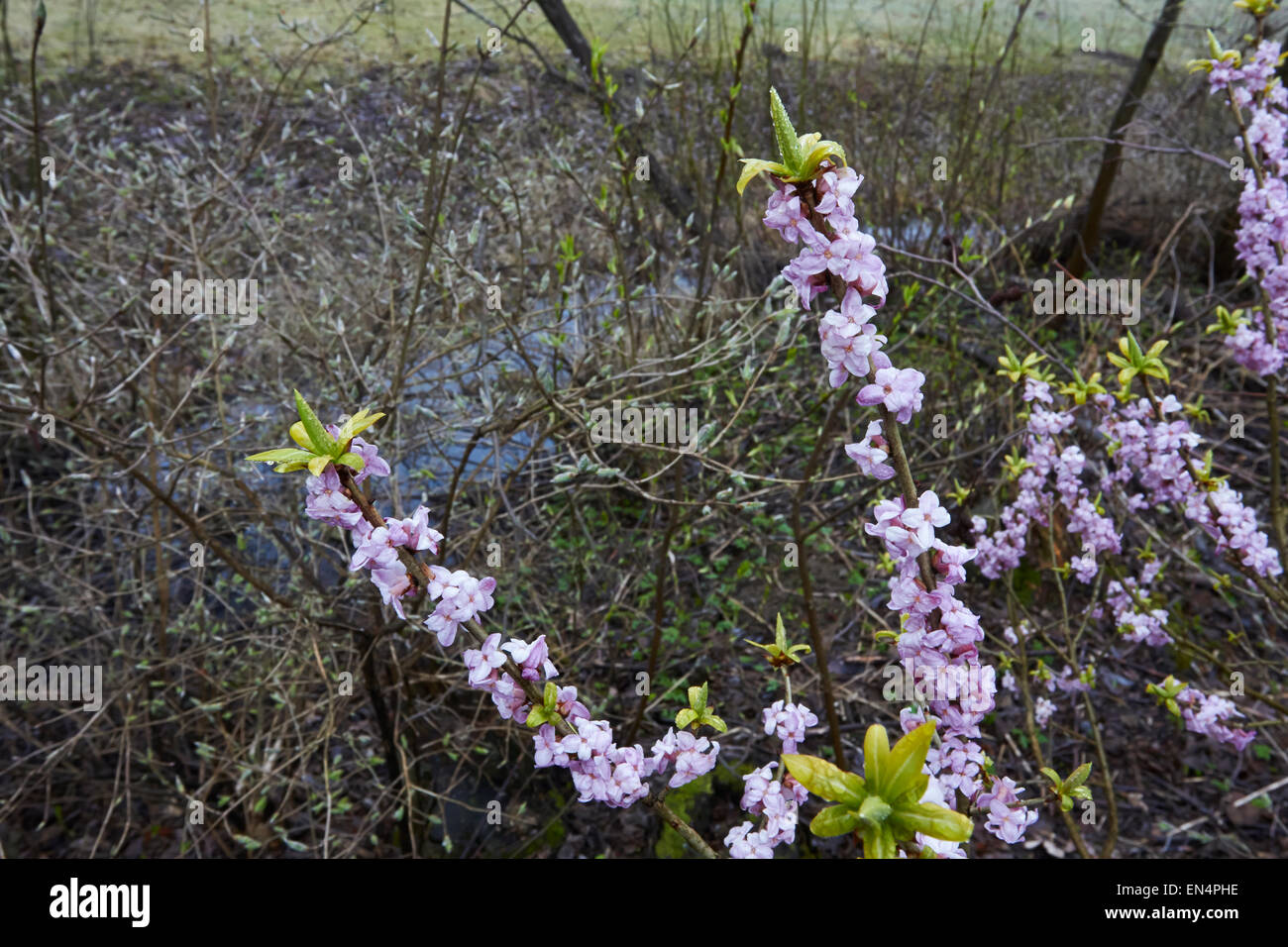 Daphne Mezereum, Februar Daphne, Wolfsmilch Laurel Blumen, Finnland Stockfoto