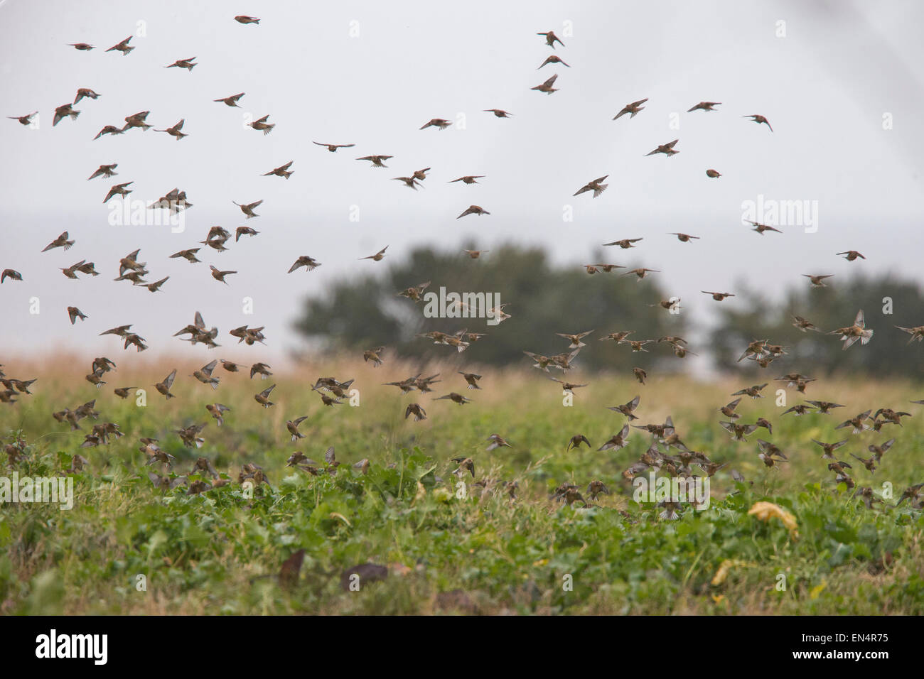 Hänflinge, eine Herde über einen Bauernhof Feld, Norfolk, England, UK. Stockfoto