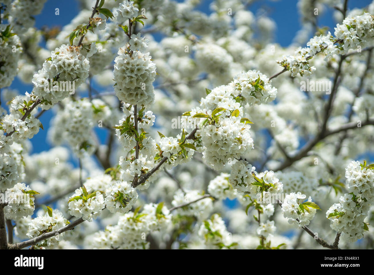 Cherry Blossom gegen den blauen Himmel Stockfoto Cherry Blossom gegen den blauen Himmel Stockfoto