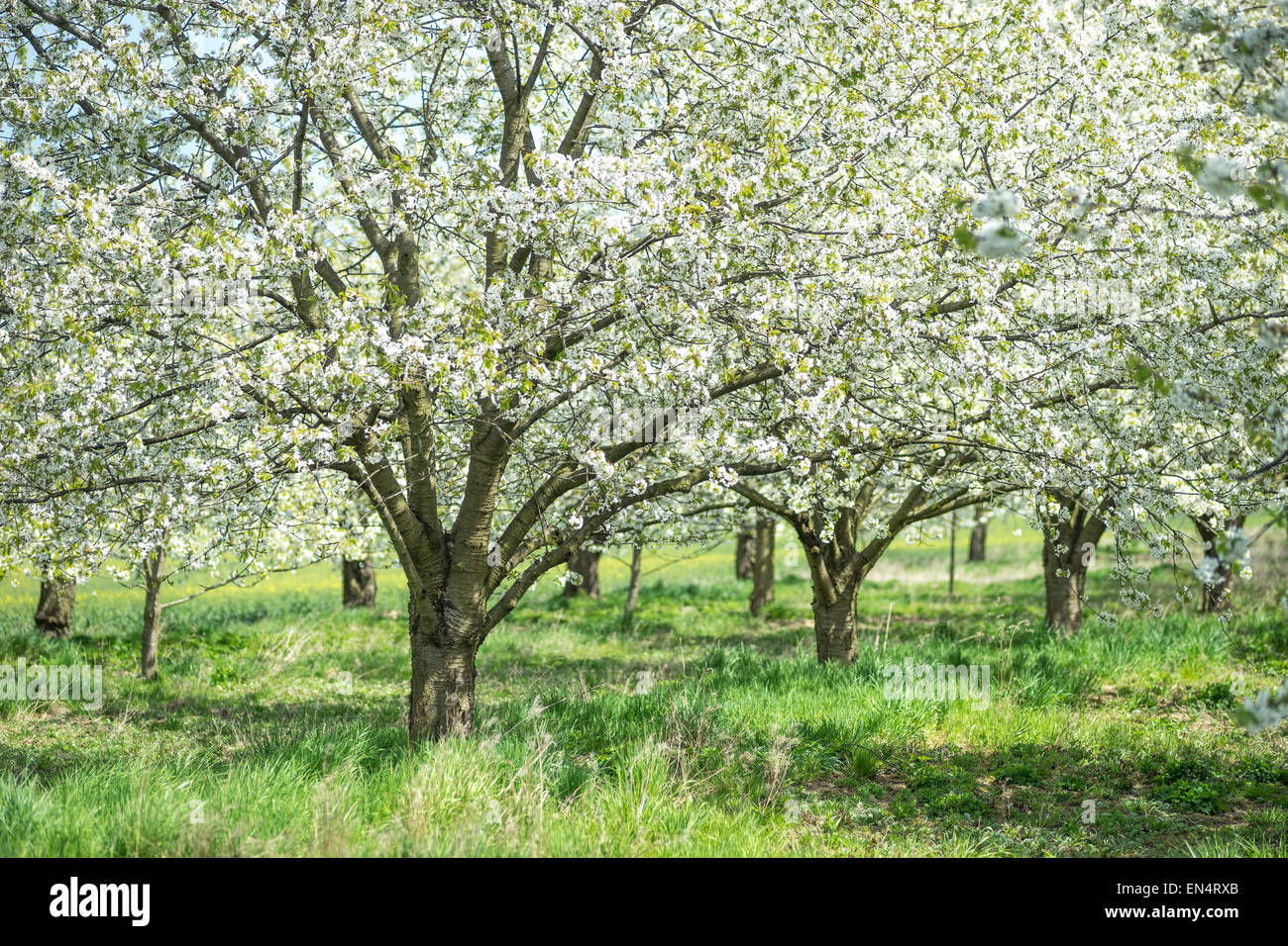 Blühende Kirschbäume Sonnentag grünen Rasen Obstgarten Stockfoto