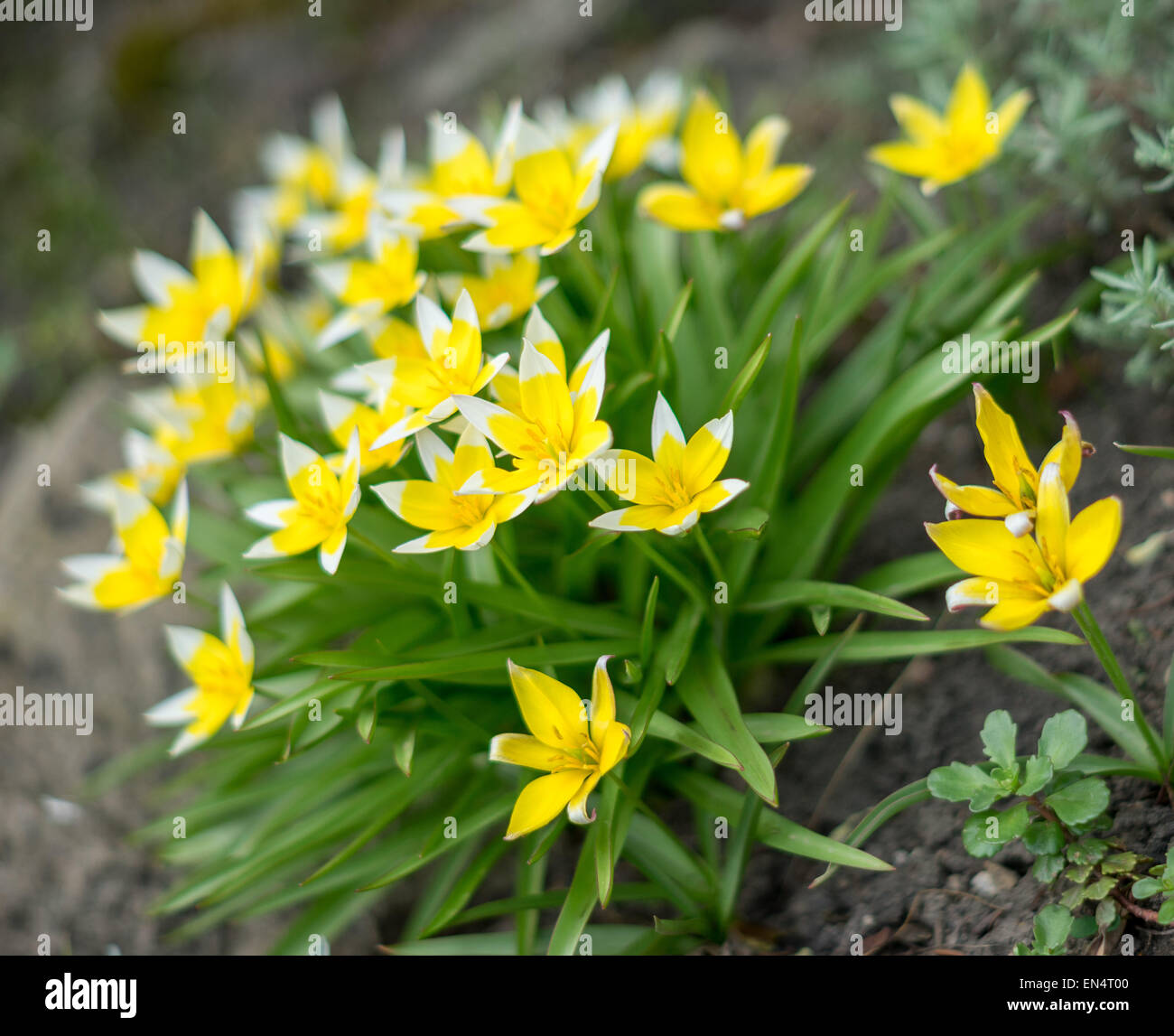Späten Tarda Tulpe Tulpen Cluster Nahaufnahme Tulipa tarda Stockfoto