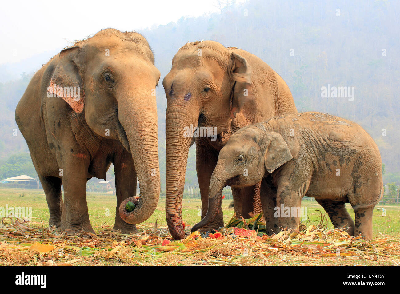 Elefantenfamilie Essen Wassermelonen an Elephant Nature Park, Thailand Stockfoto