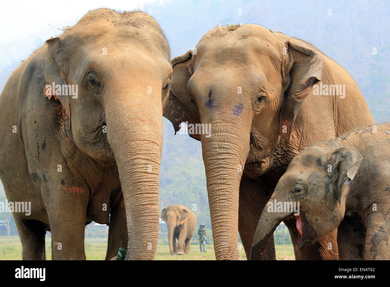 Elefantenfamilie an Elephant Nature Park, Thailand Stockfoto