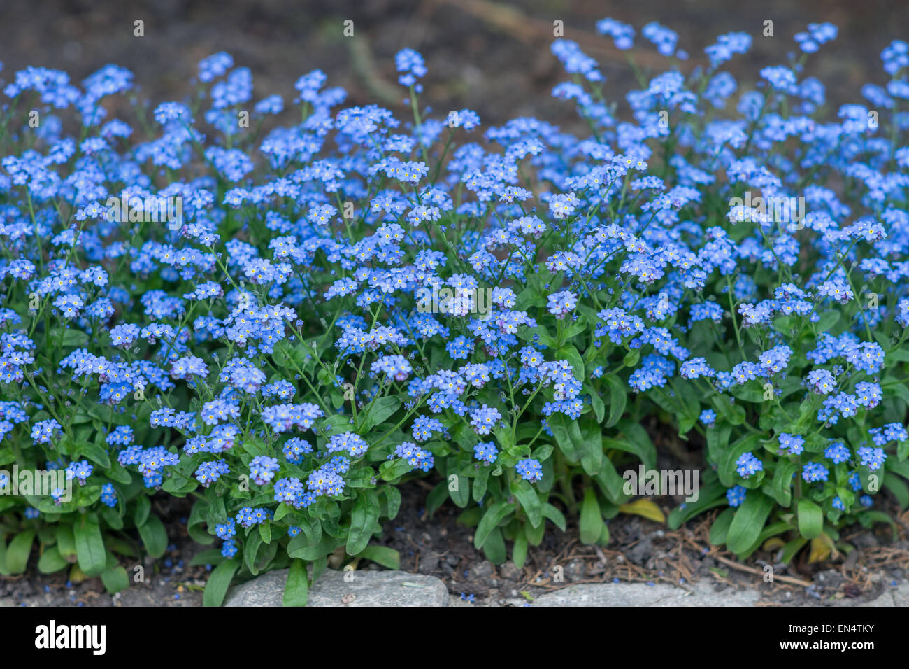 Vergissmeinnicht Blumen in voller Blüte Myosotis sylvatica Stockfoto