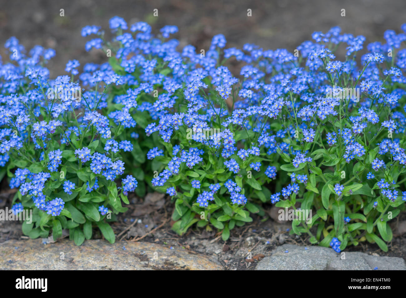 Vergissmeinnicht Blumen in voller Blüte Myosotis sylvatica Stockfoto