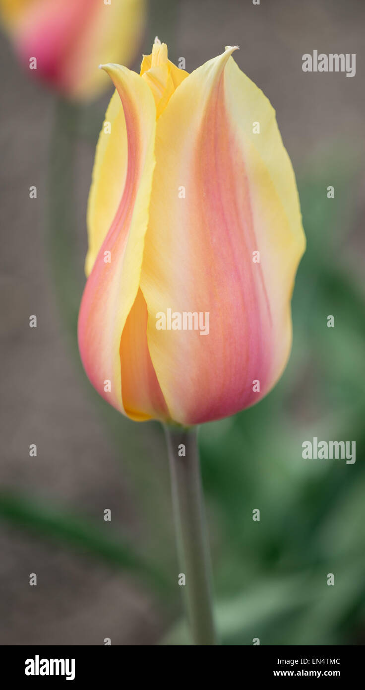 Blasses gelb und rosa Tulpe hautnah Stockfoto
