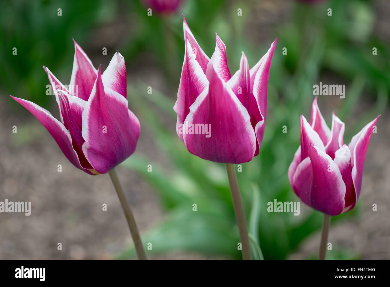 Drei ausgefallene violette Tulpen mit weißes Blütenblatt Rändern Stockfoto