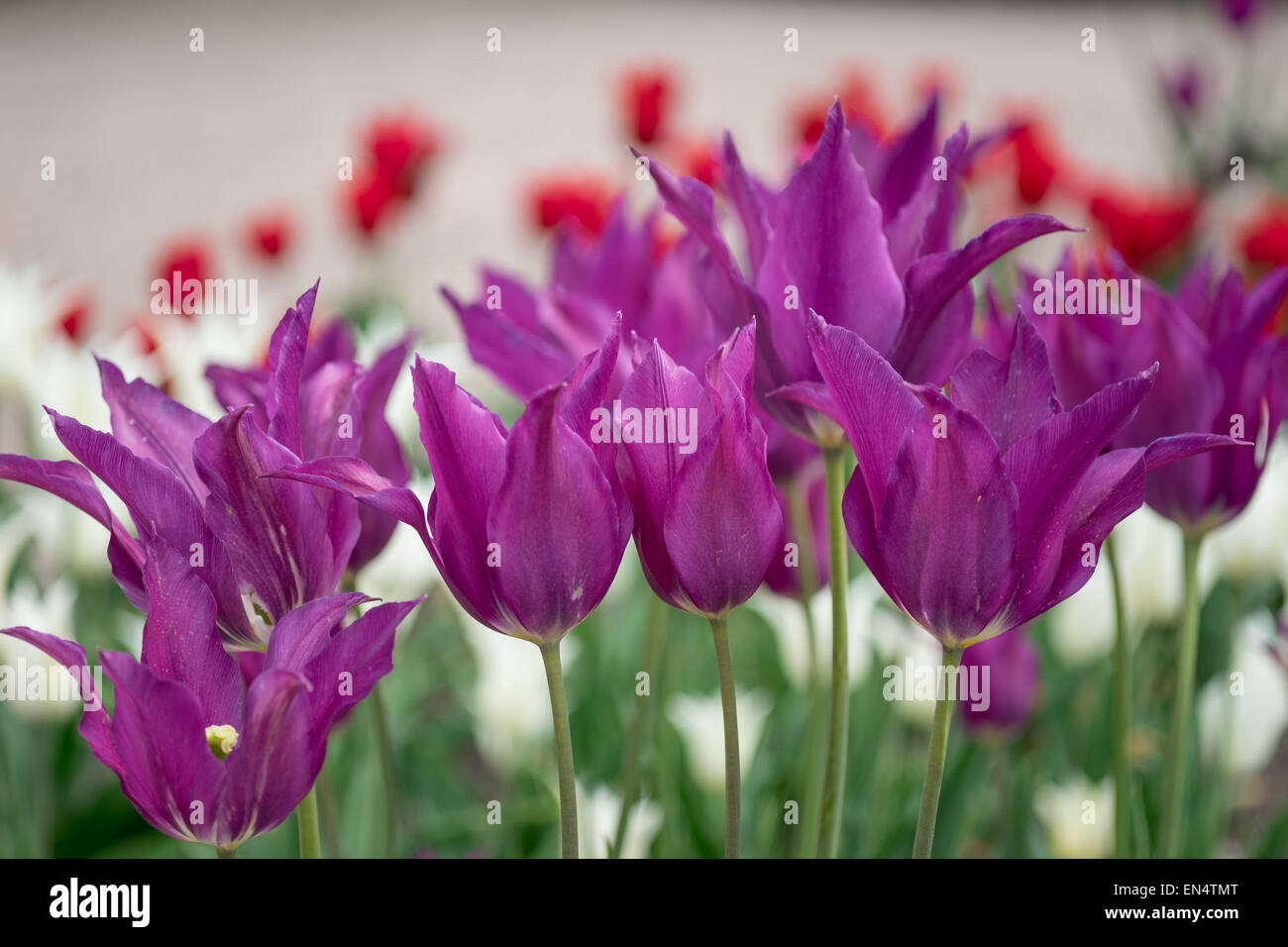 Viele ausgefallene violette Tulpen Stockfoto