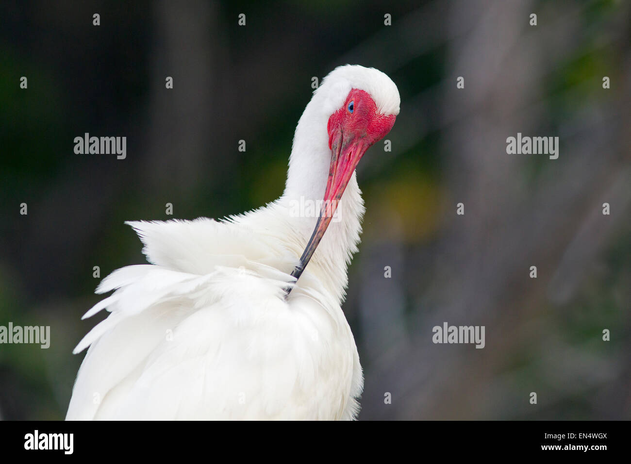 Weißer Ibis Eudocimus Albus Schlafplatz in Mangroven Golfküste Florida USA Stockfoto