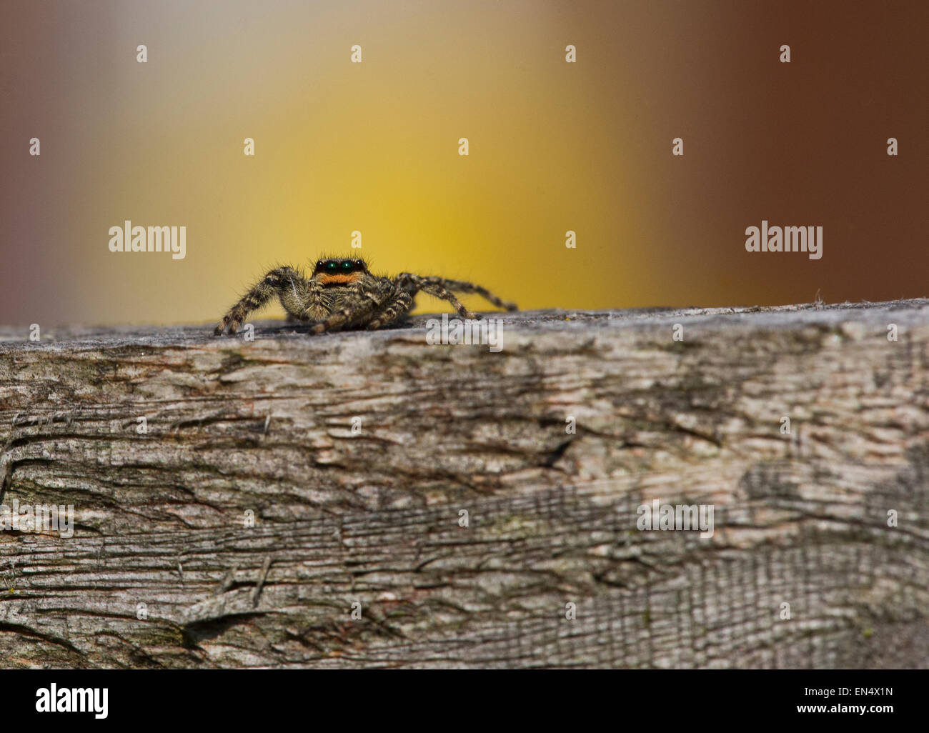Zaun Pfosten Jumping Spider (Marpissa Muscosa) Stockfoto
