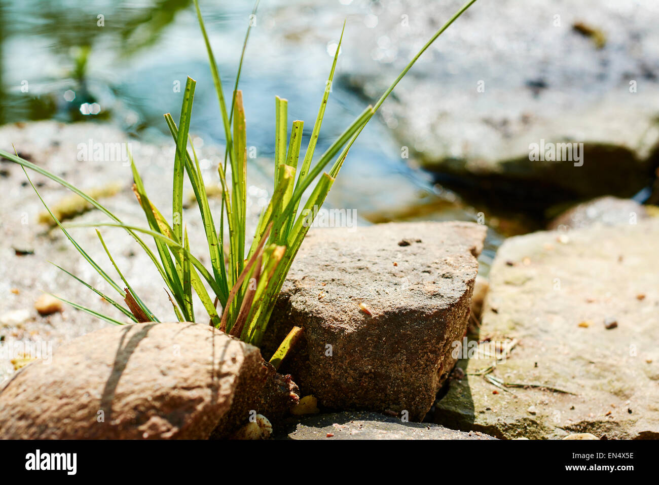 Schwarze Segge (Carex Nigra) am Rande eines Teiches. Stockfoto