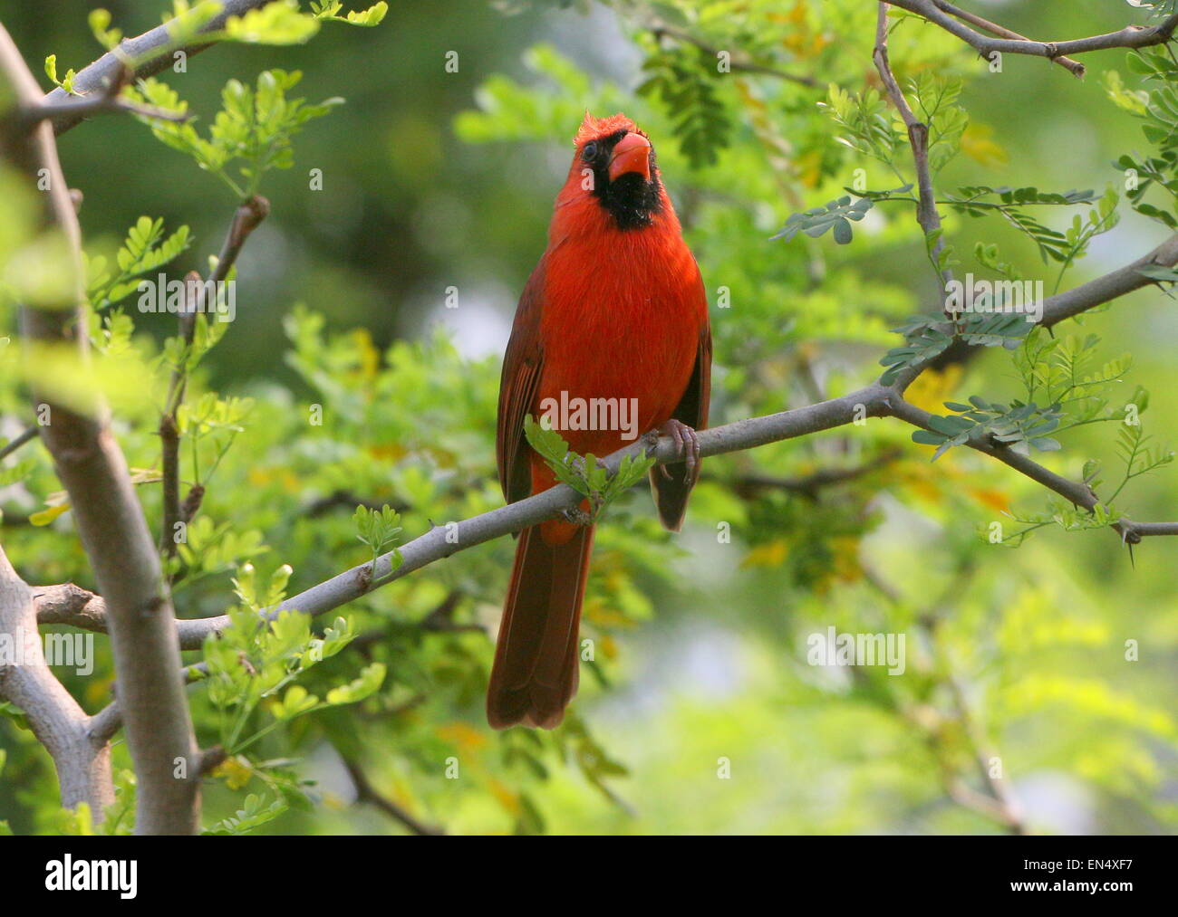 Männlichen Northern oder rote Kardinal (Cardinalis Cardinalis) in einem Baum, gerichtete Kamera Stockfoto