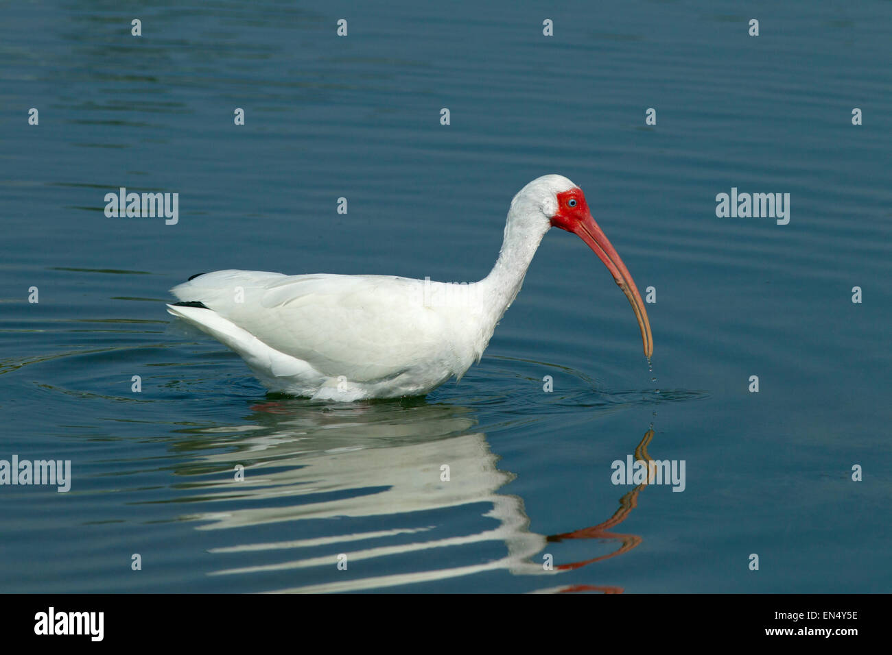 Weißer Ibis Eudocimus Albus Fütterung in Lagune Stockfoto