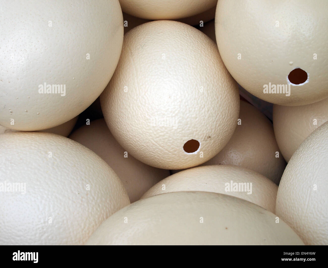 ostrich egg food stockfotos und bilder kaufen alamy