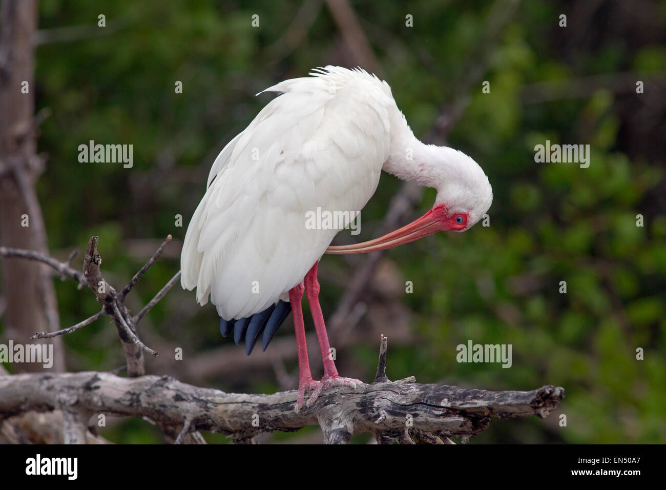 Weißer Ibis Eudocimus Albus putzen thront in Mangroven Stockfoto