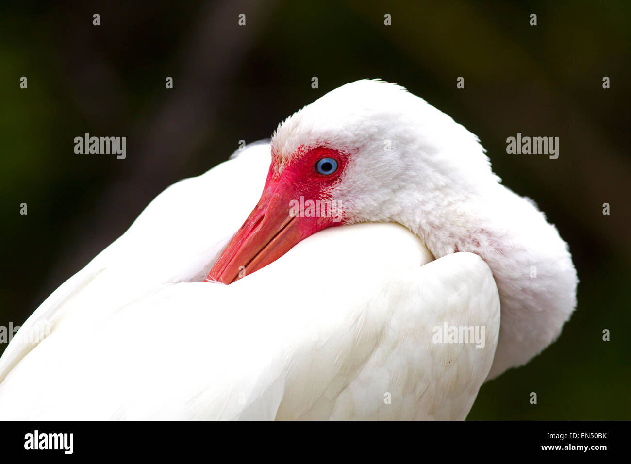 Weißer Ibis Eudocimus Albus Schlafplatz Closeup portrait Stockfoto