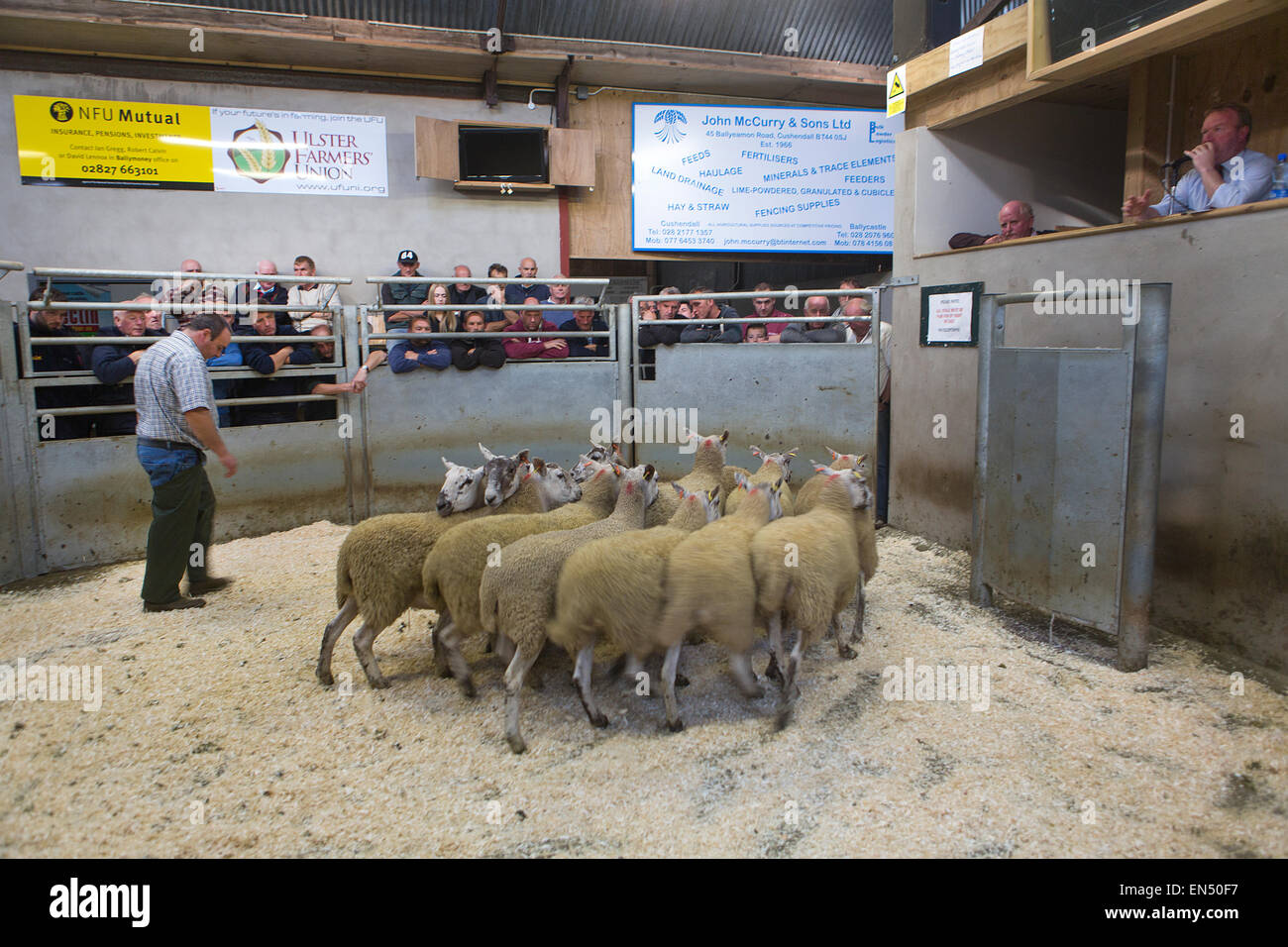 Tägliche Schaf-Auktion in Armoy, Nordirland Stockfoto