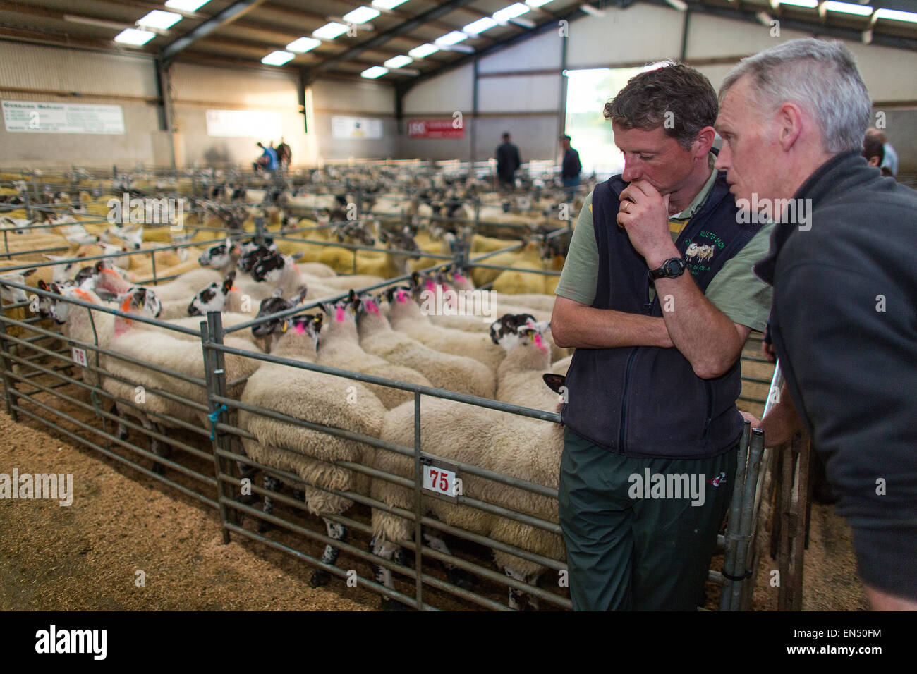 Tägliche Schaf-Auktion in Armoy, Nordirland Stockfoto