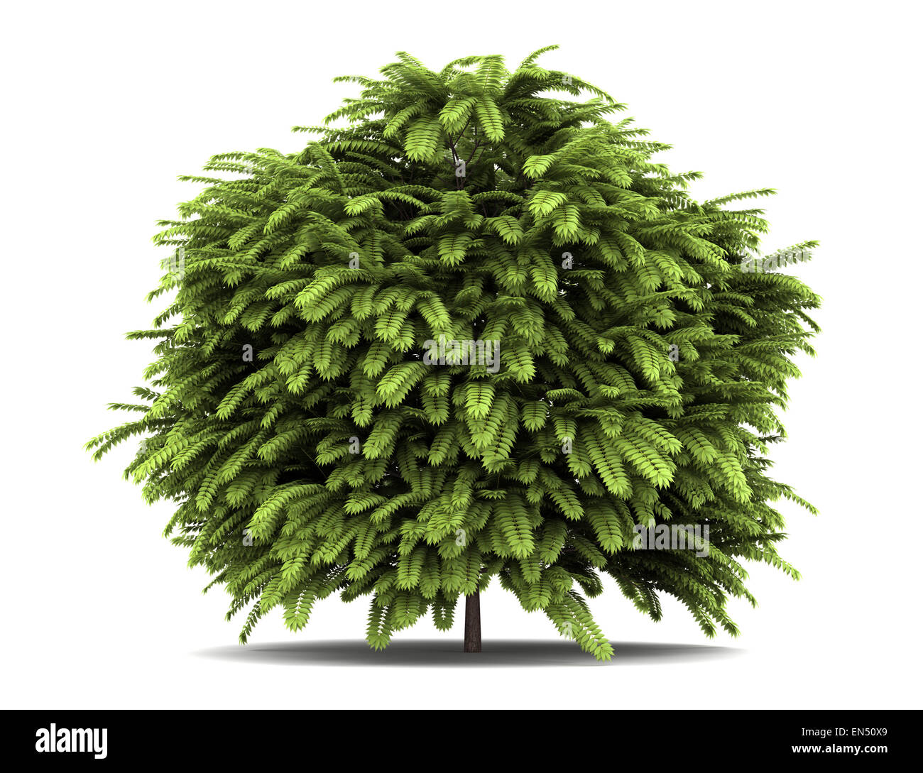 Staghorn Sumach Bush isoliert auf weißem Hintergrund Stockfoto Staghorn Sumach Bush isoliert auf weißem Hintergrund Stockfoto