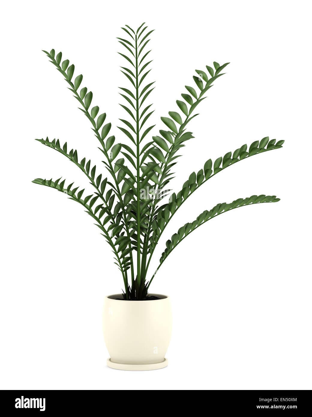 dekorative Pflanze im Topf, die isoliert auf weißem Hintergrund Stockfoto