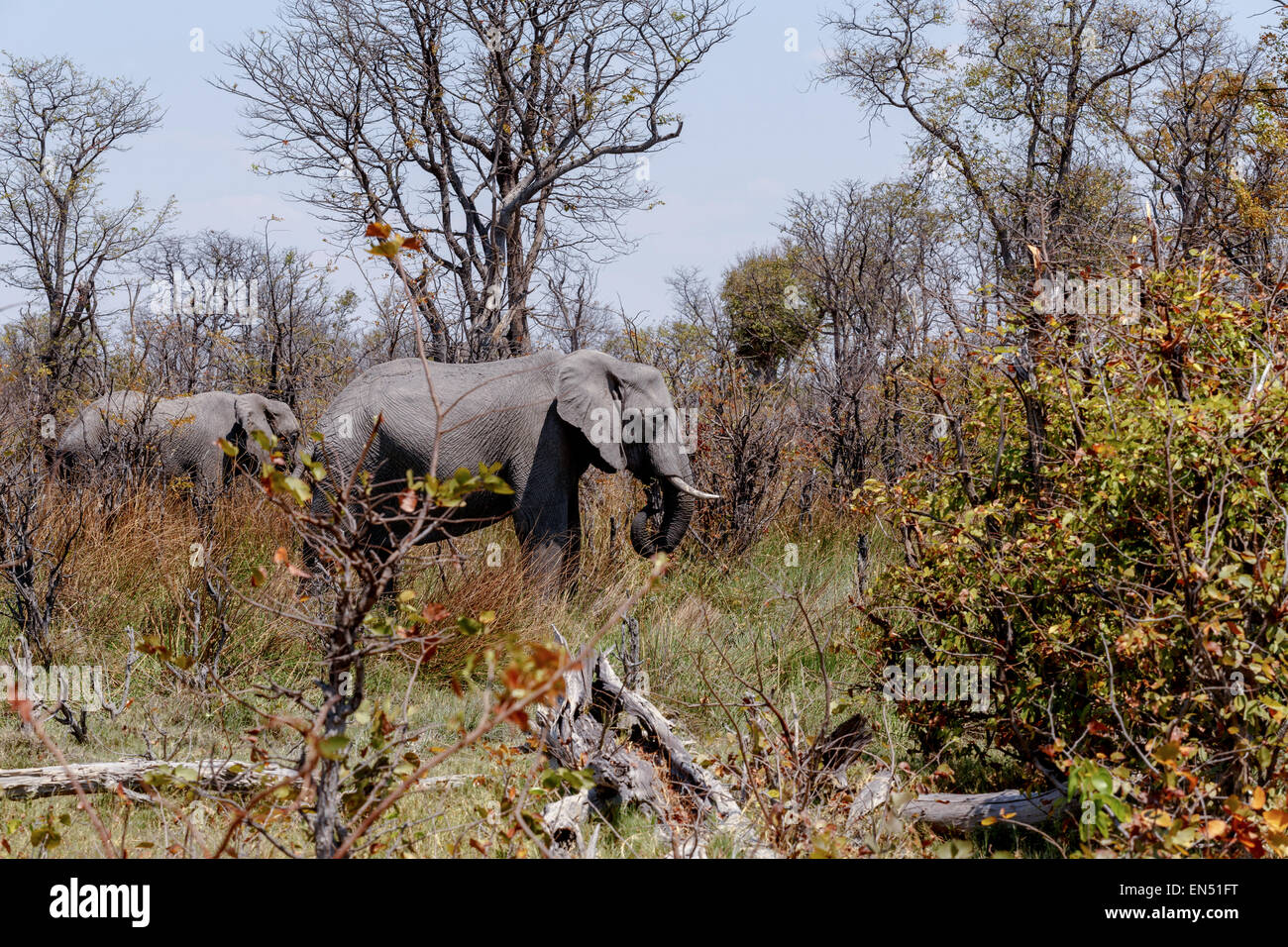 Wild African Elephant Moremi Game reserve, Okawango-Delta, Botswana Stockfoto