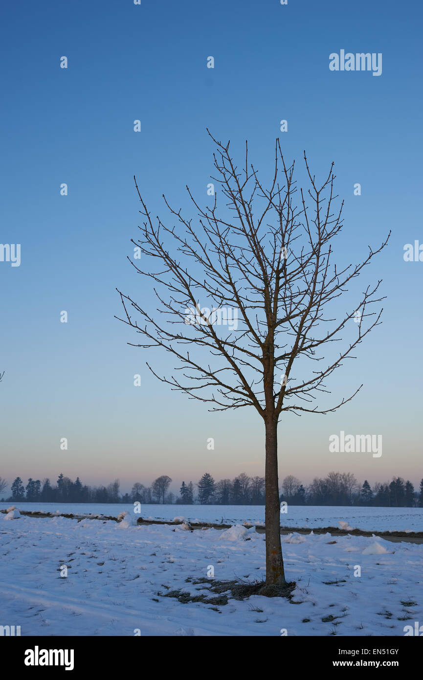 einsamen kargen Baum im Schnee in den kalten Wintermonaten Stockfoto