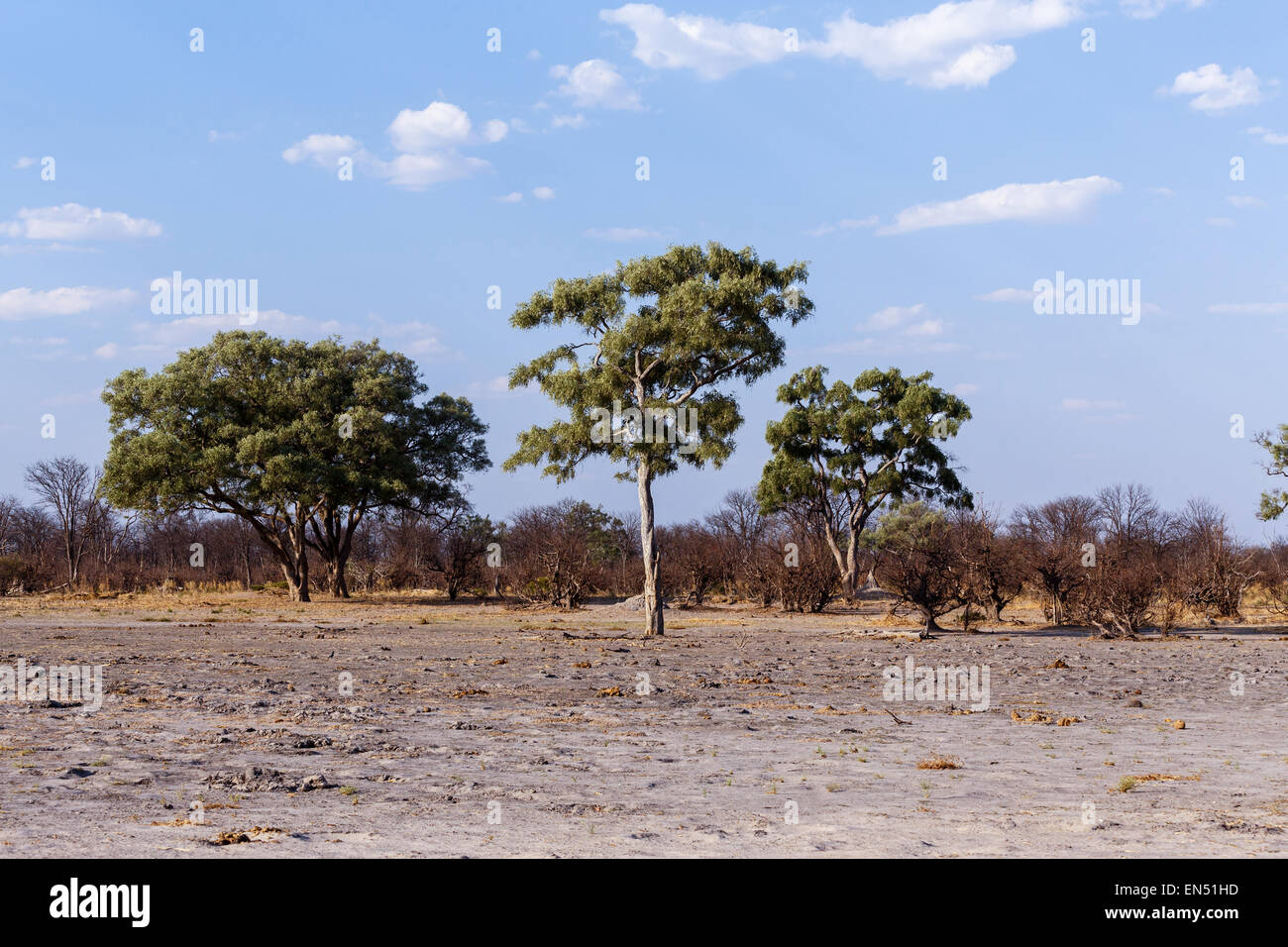 Afrikanische Landschaft Moremi Game reserve, Okawango-Delta, Botswana Stockfoto