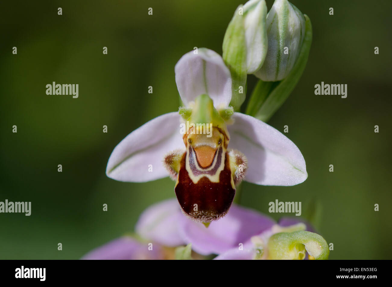 Biene Orchidee, Ophrys Apifera, Andalusien, Südspanien. Stockfoto