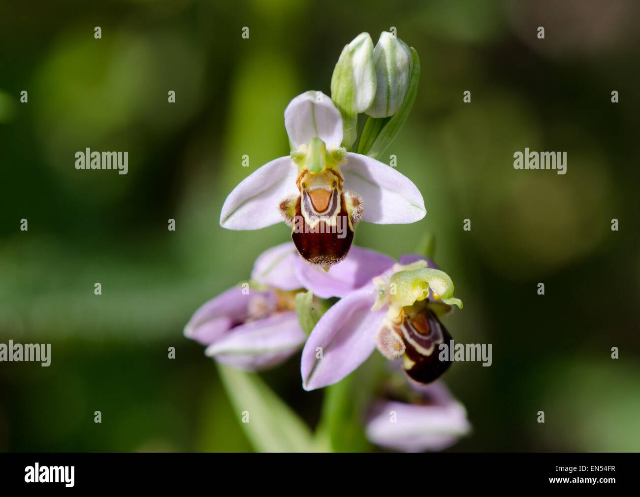 Biene Orchidee, Ophrys Apifera, Andalusien, Südspanien. Stockfoto