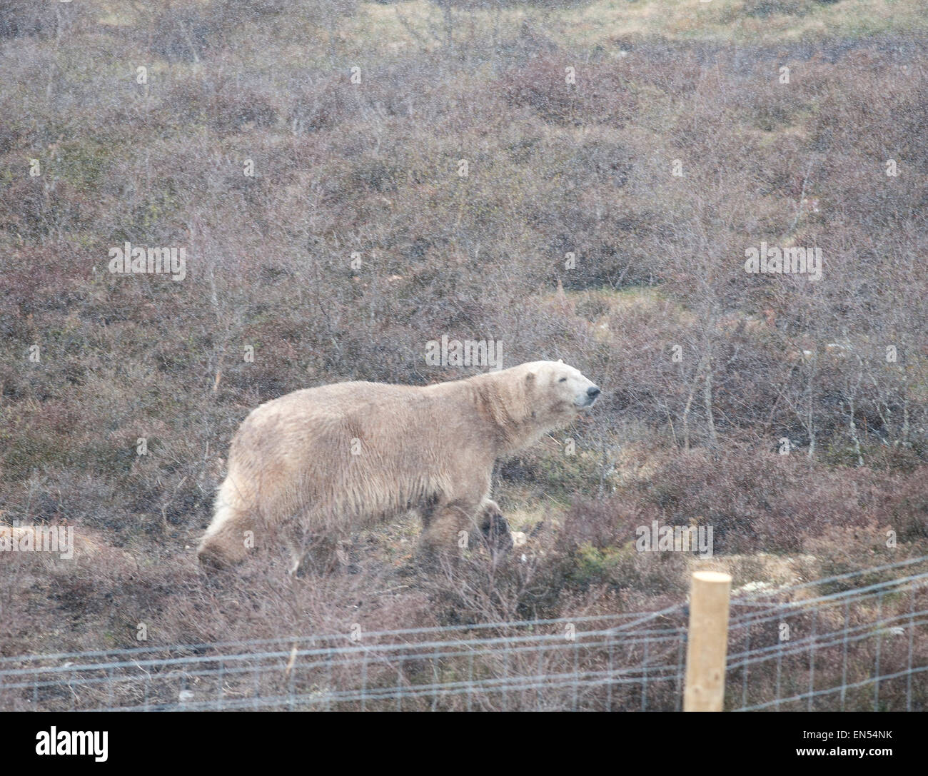 Kincraig, Schottland. 28. April 2015. Victoria ein 18 jähriger, die weiblichen Eisbären ihr ersten Tag, genießt ihr neues Gehege im Highland Wildlife Park in Kincraig zu erkunden. Inverness-Shire, Schottland. Victoria ist die einzige weibliche Eisbär im Vereinigten Königreich. Bildnachweis: David Gowans/Alamy Live-Nachrichten Stockfoto