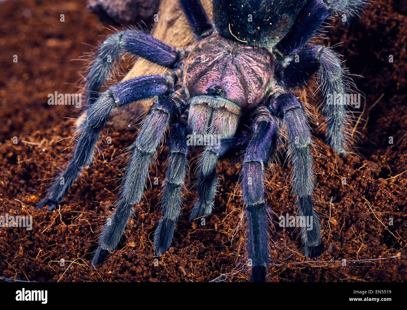 Lila vogelspinne -Fotos und -Bildmaterial in hoher Auflösung – Alamy