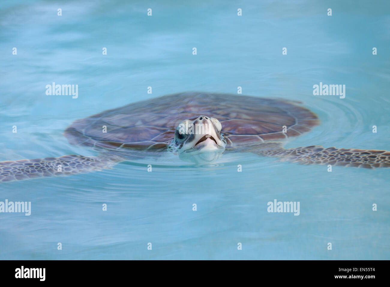 Marine Turtle schwimmen in Cayo Largo Wasser in der Nähe von Kuba Insel Stockfoto