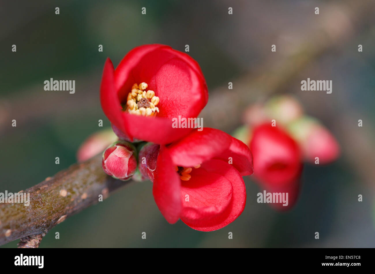 Frühlingsblumen Sie roten japanische Quitte oder Chaenomeles Speciosa. Stockfoto